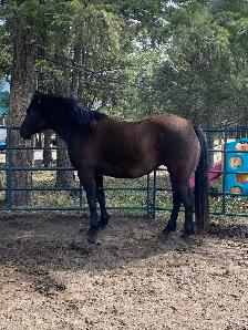 PERCHERON CROSS MARE - Photo 5