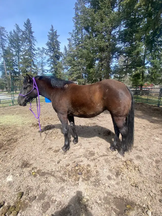 PERCHERON CROSS MARE - Photo 6