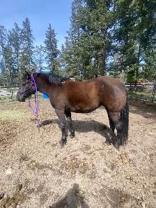 PERCHERON CROSS MARE - Photo 6