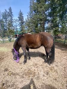 PERCHERON CROSS MARE - Photo 7