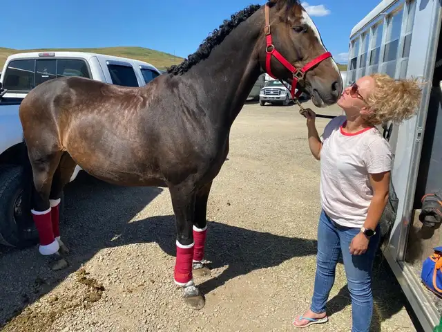 Horse for sale - Photo 2