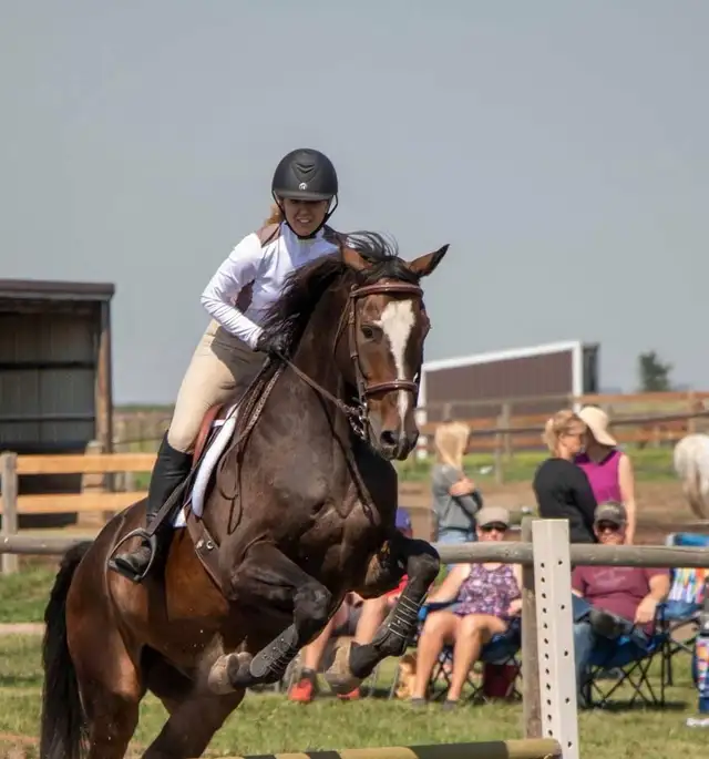 Horse for sale - Photo 3