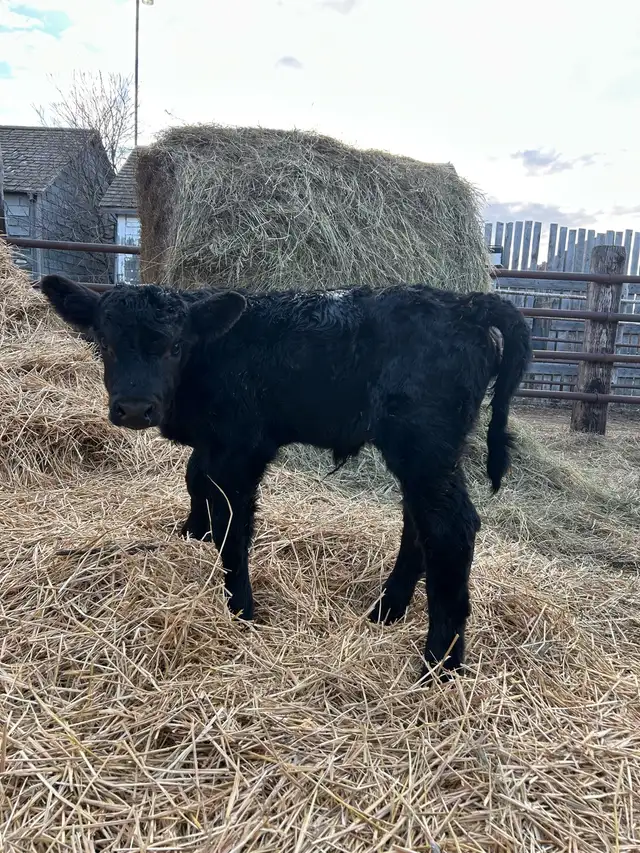 3 day old sim heifer calf
