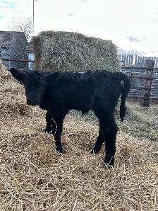 3 day old sim heifer calf