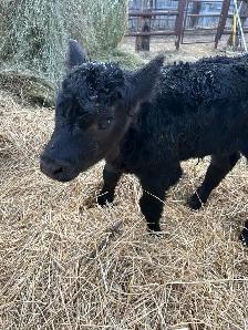 3 day old sim heifer calf - Photo 2