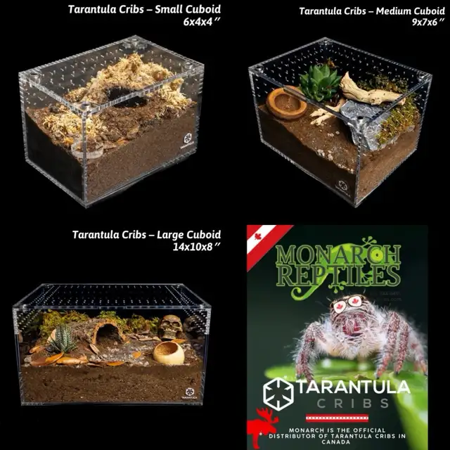 NEW  TARANTULA CRIBS - Photo 3
