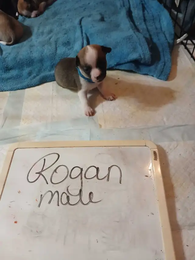 Chihuahua puppies - Photo 2