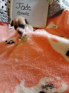 Chihuahua puppies - Photo 3