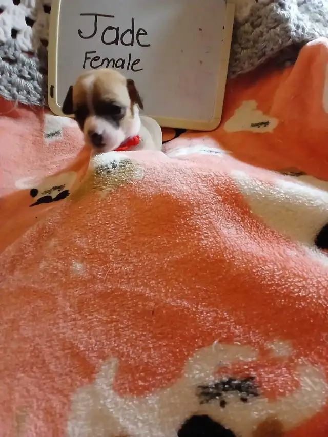 Chihuahua puppies - Photo 4