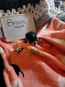 Chihuahua puppies - Photo 5