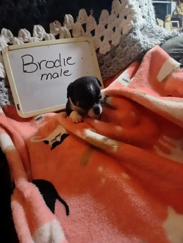 Chihuahua puppies - Photo 6