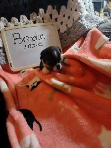 Chihuahua puppies - Photo 6