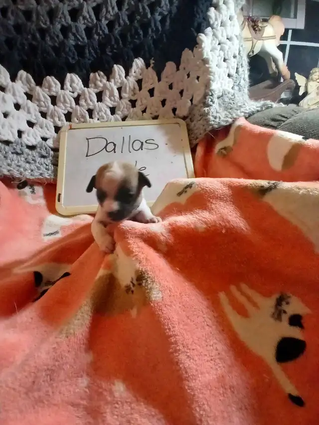 Chihuahua puppies - Photo 7