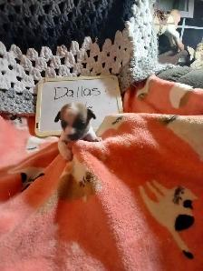 Chihuahua puppies - Photo 7