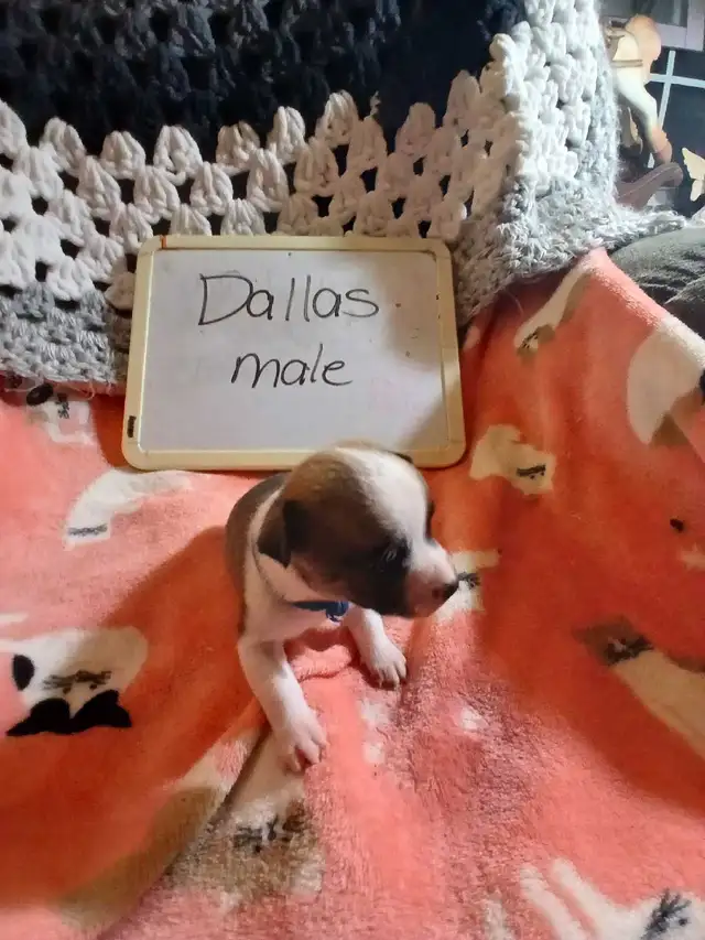 Chihuahua puppies - Photo 8