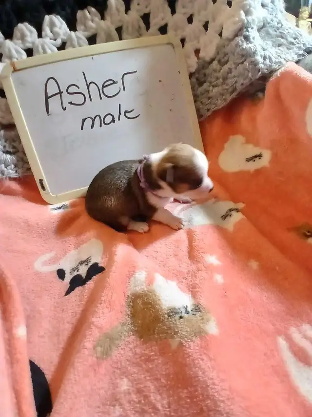 Chihuahua puppies - Photo 9