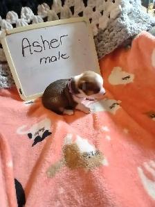 Chihuahua puppies - Photo 9