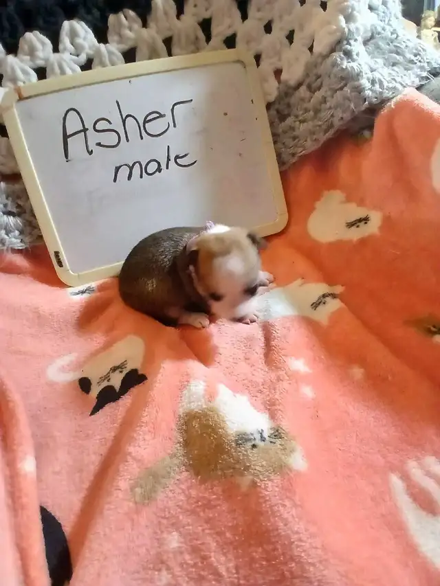 Chihuahua puppies - Photo 10