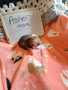 Chihuahua puppies - Photo 10