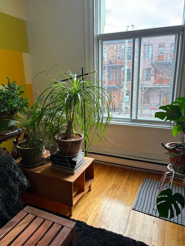 Plateau, grand 5 1/2 rue Marquette, 2eme - Photo 15