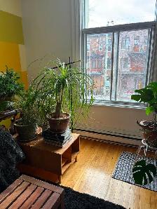 Plateau, grand 5 1/2 rue Marquette, 2eme - Photo 15