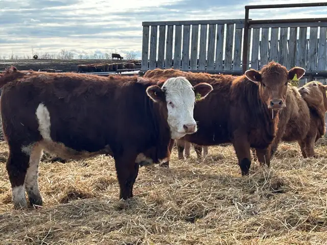 Open Replacement heifers