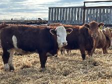 Open Replacement heifers