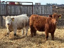 Open Replacement heifers - Photo 2