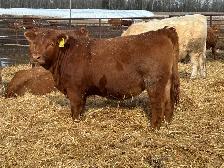 Open Replacement heifers - Photo 3