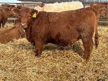 Open Replacement heifers - Photo 4