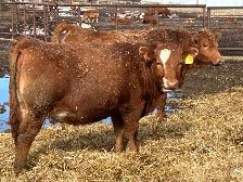 Open Replacement heifers - Photo 5