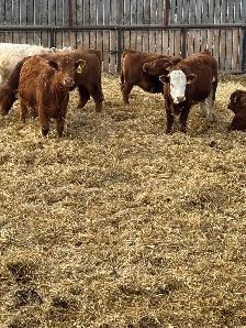 Open Replacement heifers - Photo 6