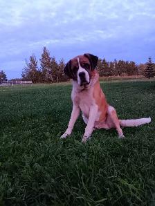 Purebred male St. Bernard