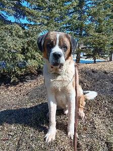 Purebred male St. Bernard - Photo 2