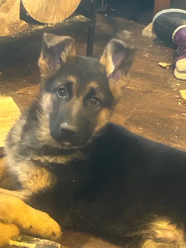 Shepherd pups - Photo 2