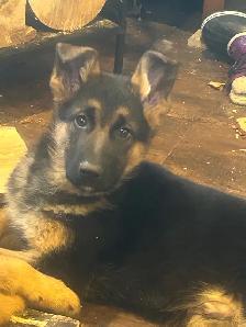 Shepherd pups - Photo 2