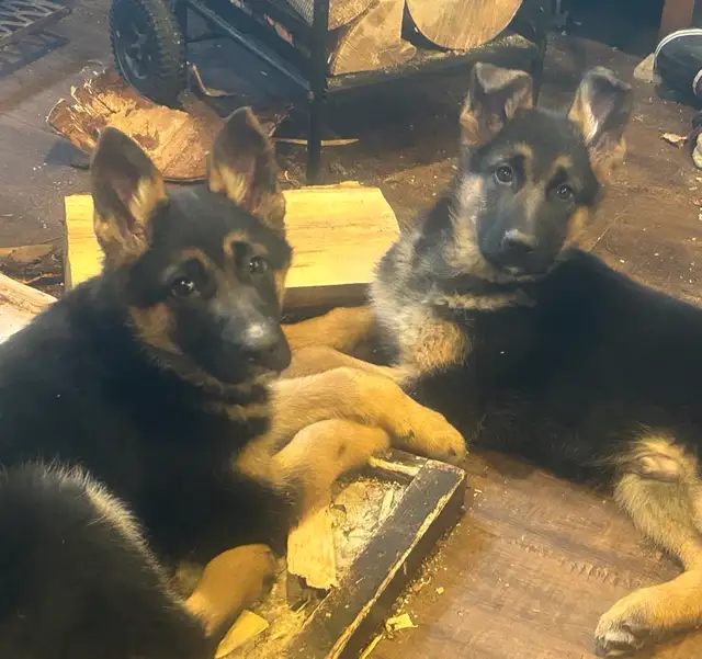 Shepherd pups - Photo 3