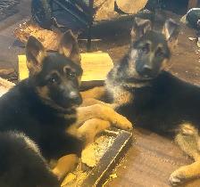 Shepherd pups - Photo 3
