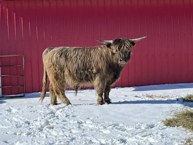 2 Year Old Highland Bull