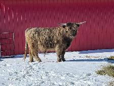 2 Year Old Highland Bull