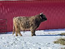 2 Year Old Highland Bull - Photo 2