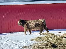 2 Year Old Highland Bull - Photo 3
