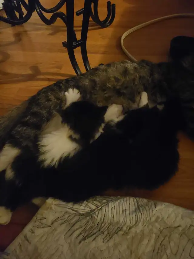 kittens for sale - Photo 2