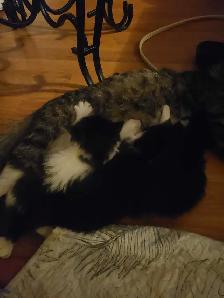 kittens for sale - Photo 2