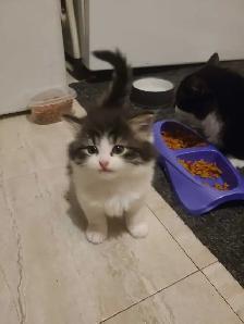 kittens for sale - Photo 3