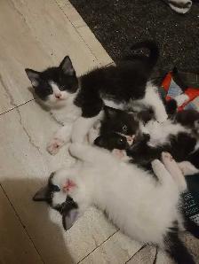 kittens for sale - Photo 4