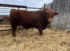 Registered Purebred Simmental Bull