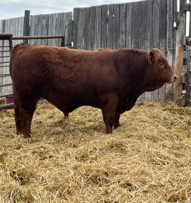 Registered Purebred Simmental Bull - Photo 2