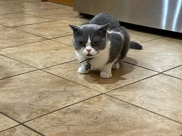 Looking for at least one year old female British shorthair