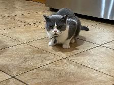 Looking for at least one year old female British shorthair